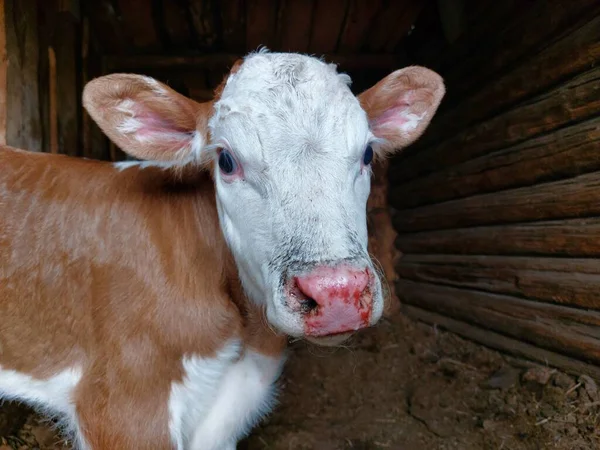 Newborn Calf Cow Portrait — Φωτογραφία Αρχείου