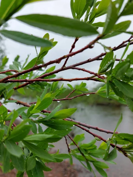 Ветви Ивы Каплями Дождя — стоковое фото