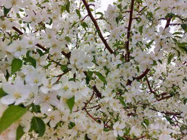 Siebold 'un yengeci Siebold' un yengeci Toringo yengeci olarak da bilinir, Rosaceae familyasından bir yengeç türüdür. 
