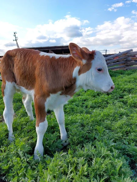 Newborn Calf Farm Summer — Stock Photo, Image