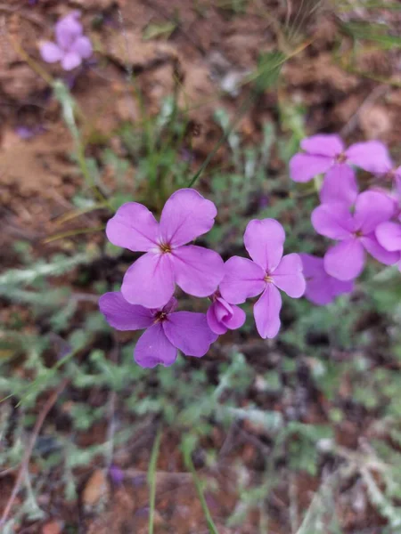 Fiori Flox Selvatici Vicino Sul Prato — Foto Stock