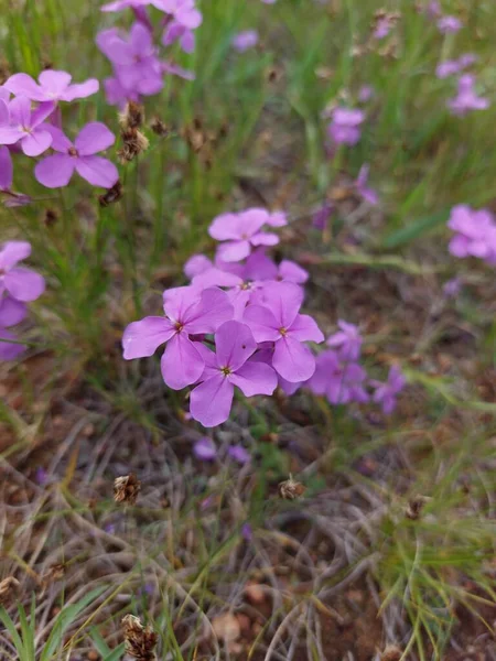 Vad Phlox Virágok Záródnak Réten — Stock Fotó