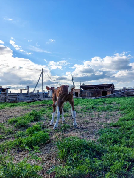 Neugeborenes Kalb Stall — Stockfoto