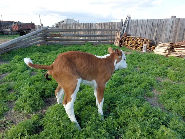 Ternero Recién Nacido Granja Caca —  Fotos de Stock