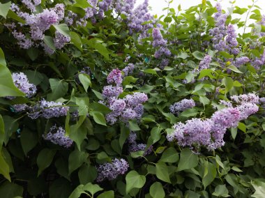 Şırınga açan leylak çiçekleri çiçek açan odunlar. 
