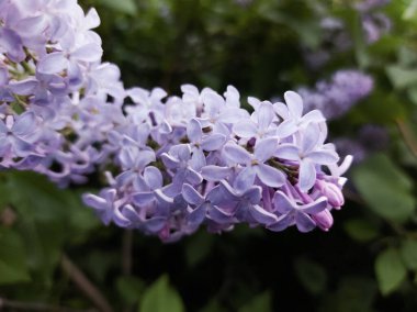 Şırınga açan leylak çiçekleri çiçek açan odunlar. 