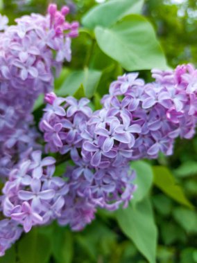 Şırınga açan leylak çiçekleri çiçek açan odunlar. 