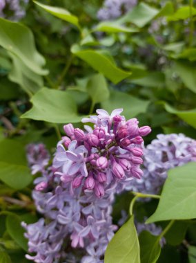 Şırınga açan leylak çiçekleri çiçek açan odunlar. 