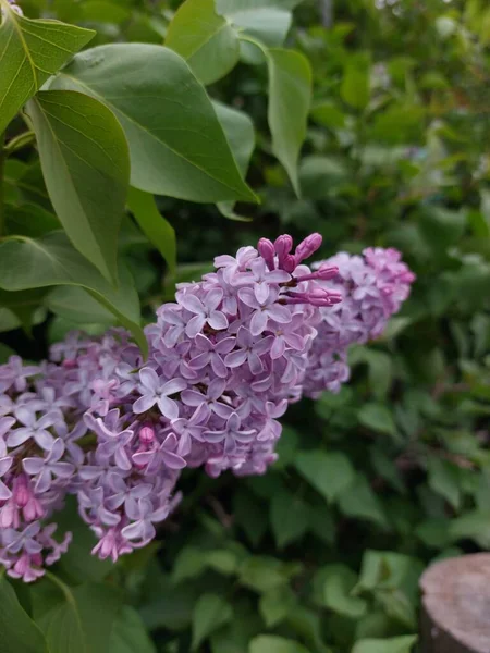 Lilac Flowers Blooming Syringa Tree Flowering Woody Plant — Stock Photo, Image