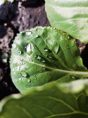 Lahana yapraklarına su damlaları düşer. 