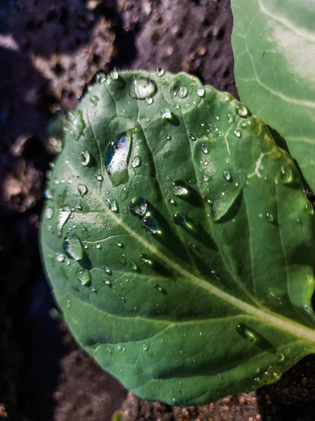 Water Drops Close Cabbage Leaves — Stock Photo, Image