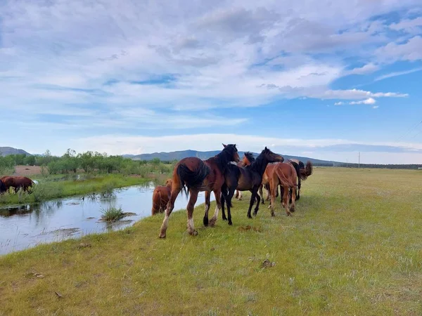 Rebanho Cavalos Prado Verde Novo Rio Fluindo — Fotografia de Stock