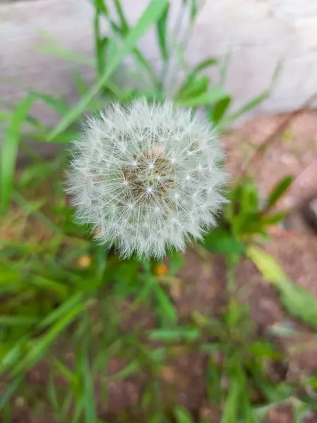 Flor Diente León Esponjoso Blowball — Foto de Stock