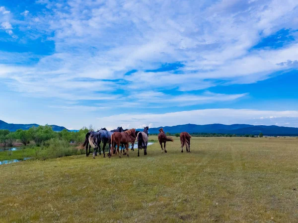 Herd Van Paarden Zomer Rivier — Stockfoto