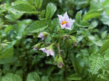 Çiçekli patates çimi.