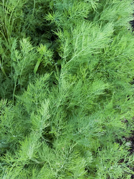 Close Green Fennel Full Frame — Stock fotografie