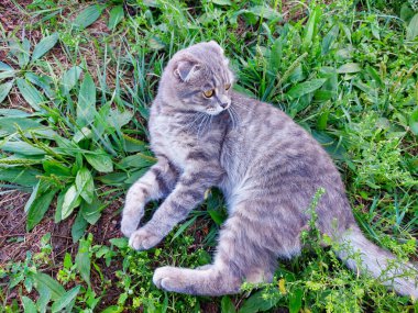 Yazın Yeşil Çimende Tekir İskoç Kedi Yavrusu
