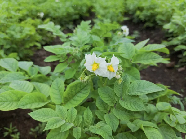 Grama Superior Batata Com Flor Florescendo — Fotografia de Stock