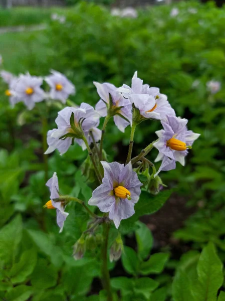 Patata Erba Superiore Con Fiore Fiore — Foto Stock