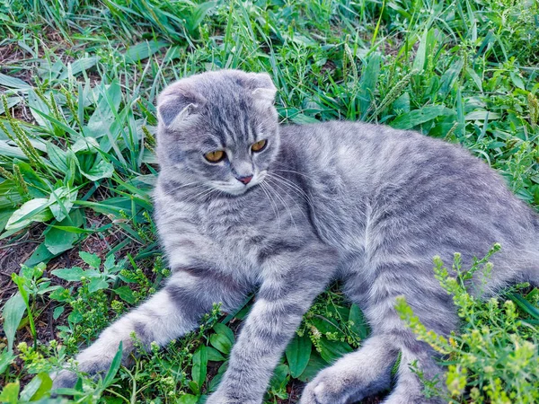 Tabby Scottish Fold Cat Młody Kociak Lecie Zielona Trawa — Zdjęcie stockowe