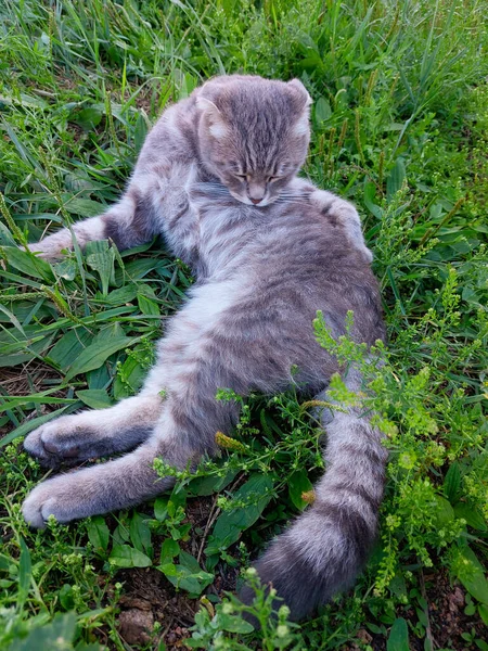 Scottish Fold Cat Lamiéndose Mismo Lindo Joven Tabby Gatito Verano — Foto de Stock