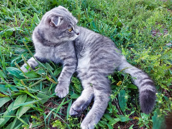 Scottish Fold Cat Licking Grooming Himself Маленьке Таббі Кошеня Літній — стокове фото