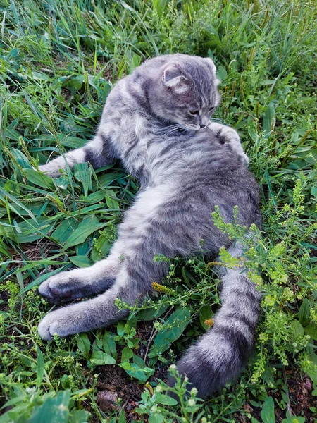 苏格兰折叠式猫狼吞虎咽夏日草丛中可爱的小猫咪 — 图库照片