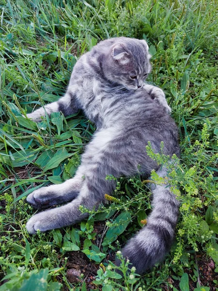 Scottish Fold Cat Licking Grooming Himself Маленьке Таббі Кошеня Літній — стокове фото