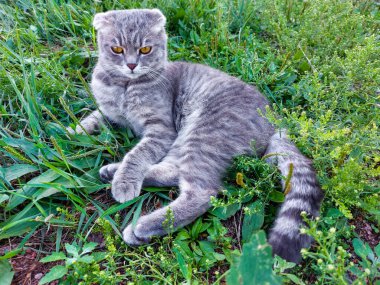 Yazın Yeşil Çimende Tekir İskoç Kedi Yavrusu