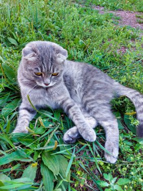 Yazın Yeşil Çimende Tekir İskoç Kedi Yavrusu
