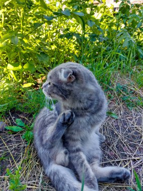 İskoç Katlanan Kedi Yalama Tımarı. Yaz Çimenlerinde Şirin Genç Tekir Kedicik