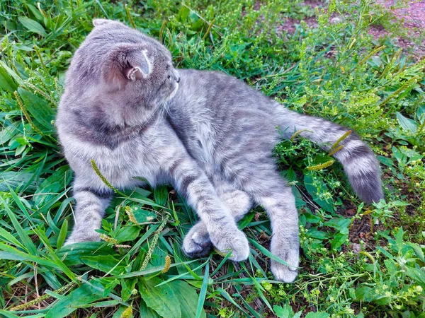 Tabby Schotse Vouw Kat Jong Katje Zomer Groen Gras — Stockfoto