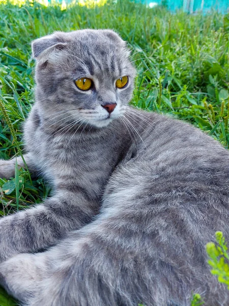 Tabby Scottish Fold Cat Jeune Chaton Herbe Verte Été — Photo