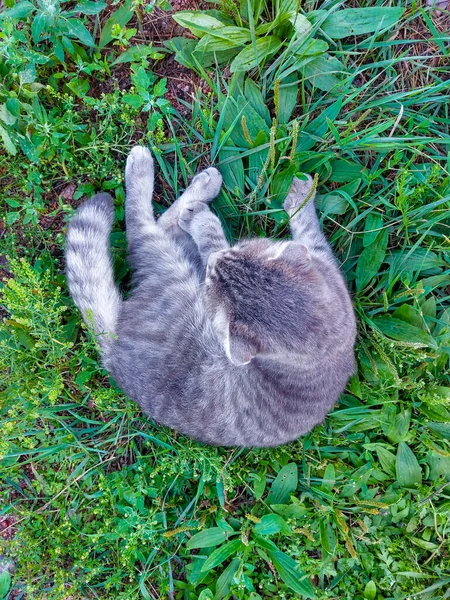 Tabby Skót Fold Macska Fiatal Cica Ban Nyár Zöld — Stock Fotó