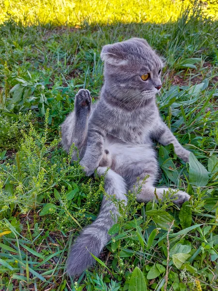 Scottish Fold Cat Slickar Grooming Sig Själv Söt Ung Tabby — Stockfoto