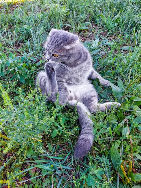 Skoç Katlanan Kedi Yalama Tımarı Yaz Çimenlerinde Şirin Genç Tekir — Stok fotoğraf