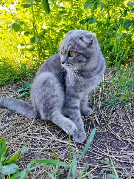 Yazın Yeşil Çimende Tekir Skoç Kedi Yavrusu — Stok fotoğraf