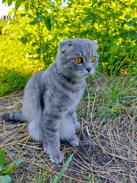 Таббі Scottish Fold Cat Young Kitten Summer Green Grass — стокове фото