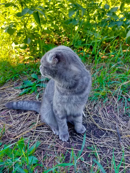 Tabby Scottish Fold Cat Młody Kociak Lecie Zielona Trawa — Zdjęcie stockowe