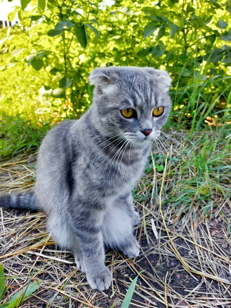 Tabby Scottish Fold Cat Young Kitten Sommar Grönt Gräs — Stockfoto