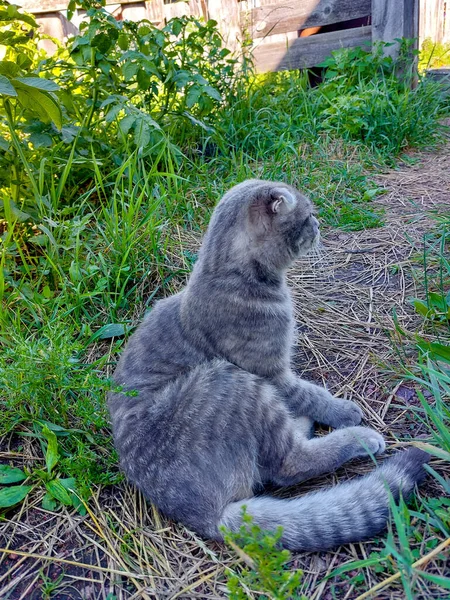 Scottish Fold Cat Lambendo Arrumando Bonito Jovem Tabby Gatinho Verão — Fotografia de Stock
