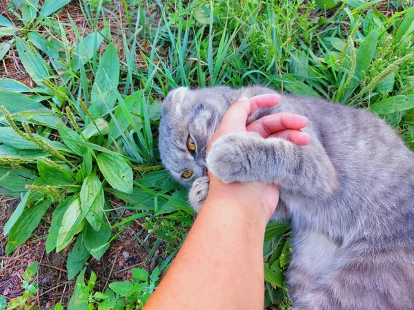 Tabbyスコティッシュ折り畳み猫若いです子猫で夏の緑の草遊びます女性 — ストック写真