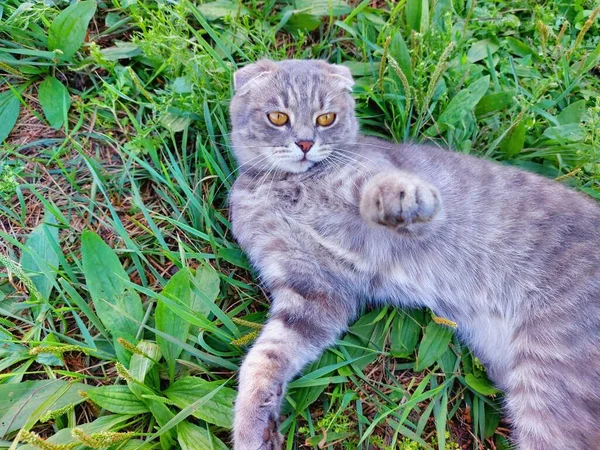 Tabby Schotse Vouw Kat Jong Katje Zomer Groen Gras Zoek — Stockfoto