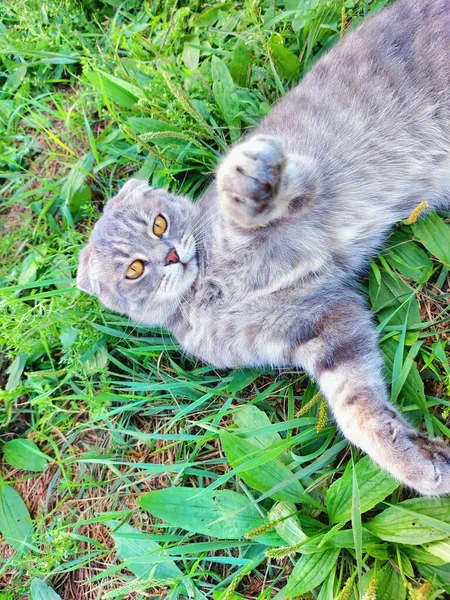 泰比苏格兰小猫咪在夏日绿草中看着相机 — 图库照片