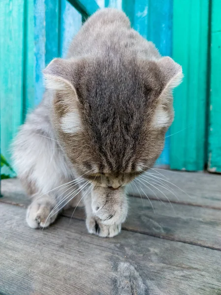 Tabby Scottish Fold Cat Arreglándose Solo Gatito Joven Verano Sentado —  Fotos de Stock