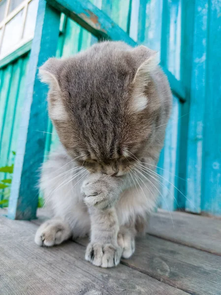 Tabby Scottish Fold Cat Vårdar Sig Själv Unga Kattunge Sommaren — Stockfoto