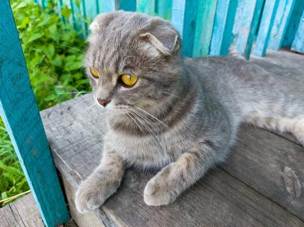 Tabby Scottish Fold Cat Arreglándose Solo Gatito Joven Verano Sentado —  Fotos de Stock