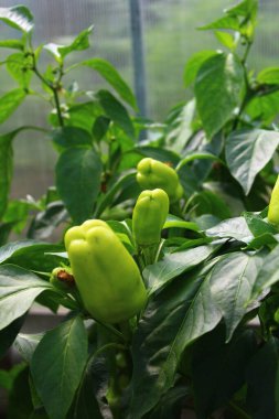 Seradaki dolmalık biber 