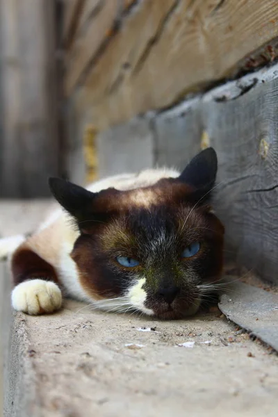 Niedliche Siamesische Katze Mit Blauen Augen Und Gelben Pollen Auf — Stockfoto