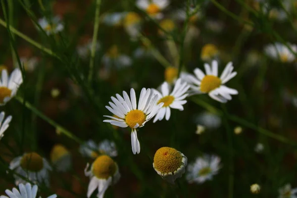 Tripleurospermum Inodorum Közönséges Névtelen Hamis Mayweed Szagtalan Mayweed Szagtalan Kamilla — Stock Fotó